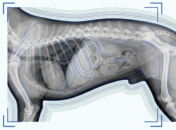 Imagen radiográfica de un perro